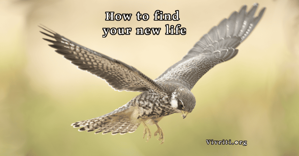 Find New Life